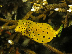 "Give us a kiss" - Two boxfish happily in love. Canon s90... by Spencer Burrows 